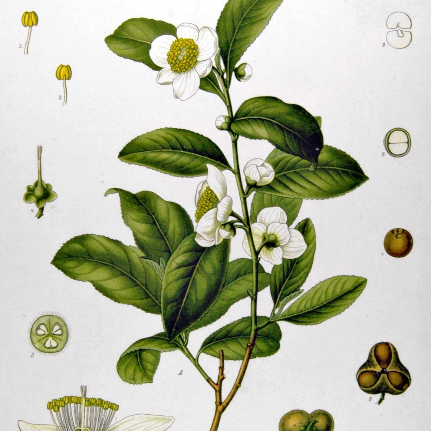 By Franz Eugen Köhler, Köhler's Medizinal-Pflanzen - List of Koehler Images, Public Domain, https://commons.wikimedia.org/w/index.php?curid=255290
