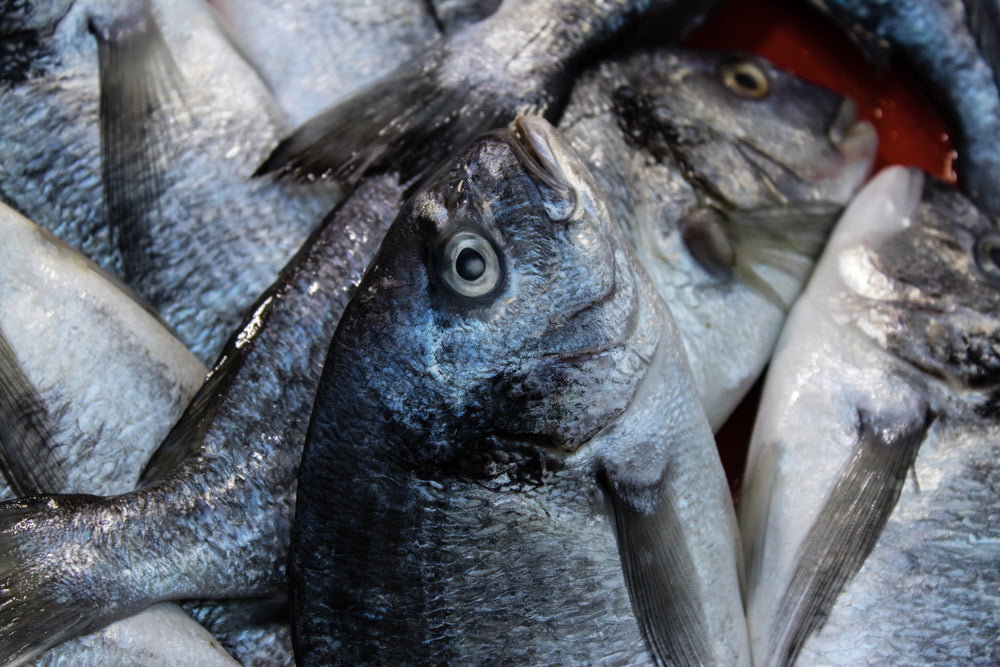 Fish used to represent omega-3 EPA and DHA