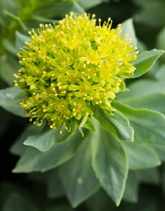 Rhodiola rosea flower